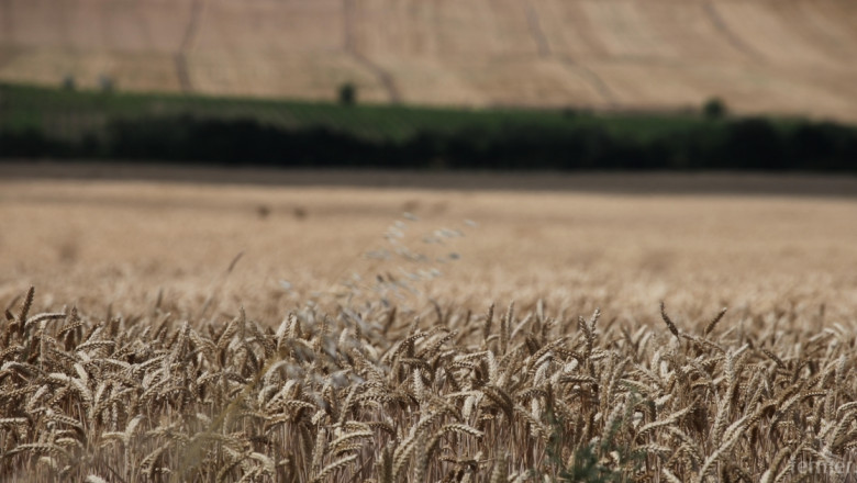 Пшеницата в България е поевтиняла с 24% за година, отчита ССБ