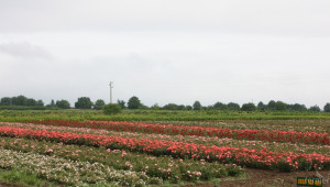 Крадци задигнаха 3000 корена разсад за маслодайна роза - Agri.bg