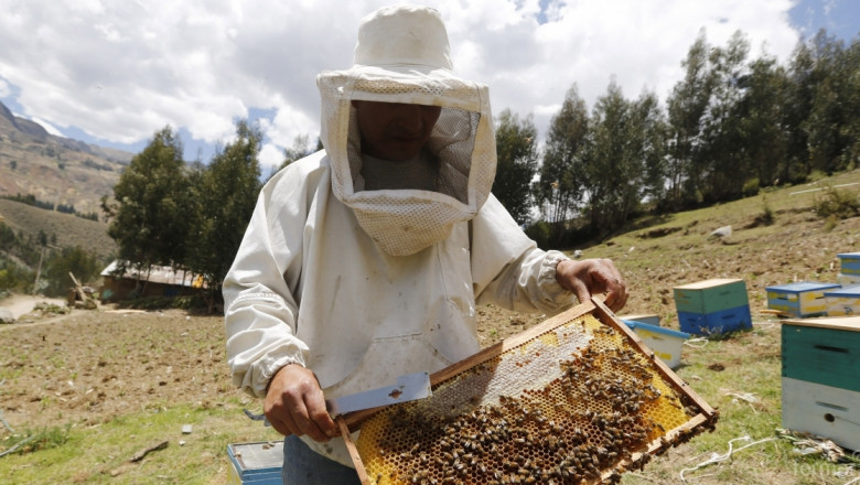 Официално: Всички пчели в България са заразени с вируси!