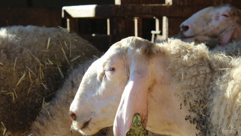 Напредва ваксинацията на овцете срещу Син език