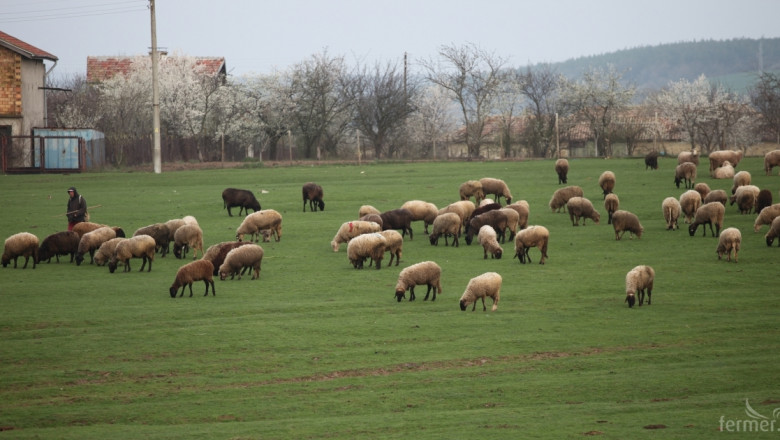 Овце без ушни марки ще се маркират на терен, заедно с ваксинацията срещу Син език