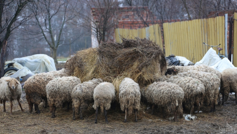 Ваксини срещу Син език 2015: Над 325 000 овце вече са ваксинирани!