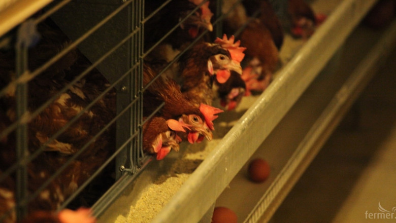 Расте броят на фермите за кокошки-носачки