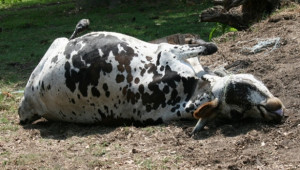 БАБХ и учени обследват измирането на крави из фермите в Ямболско - Agri.bg