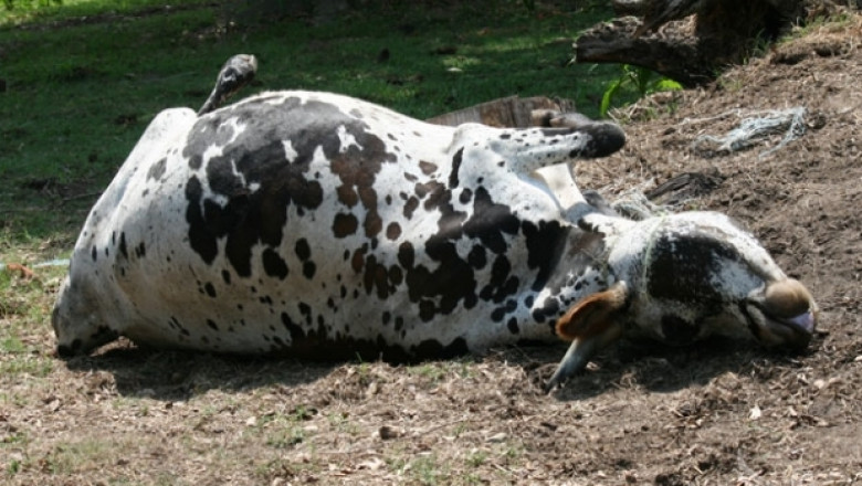 БАБХ и учени обследват измирането на крави из фермите в Ямболско