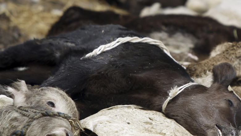 АЗПБ: Масово измират крави в Югоизточна България. Диагнозата не е ясна!