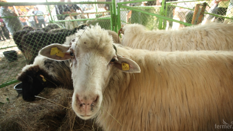 Всички говеда и овце трябва да са маркирани, за да се ваксинират срещу Син език (ИНТЕРВЮ)
