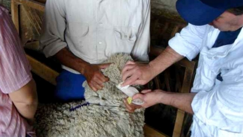 БАБХ отчете над 12 000 ваксинирани овце против Син език