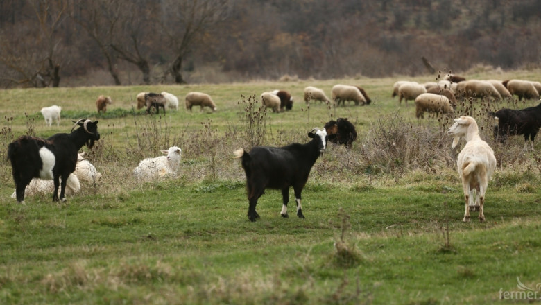 Директни плащания за овце и кози – какви са условията за субсидии?