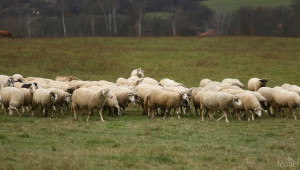 Обвързано подпомагане за овцe и кози под селекция – какви са условията? - Agri.bg