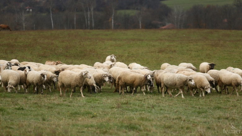 Обвързано подпомагане за овцe и кози под селекция – какви са условията?