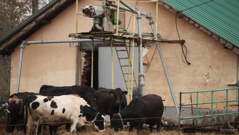 Директни плащания за крави под селекционен контрол – какви са критериите?