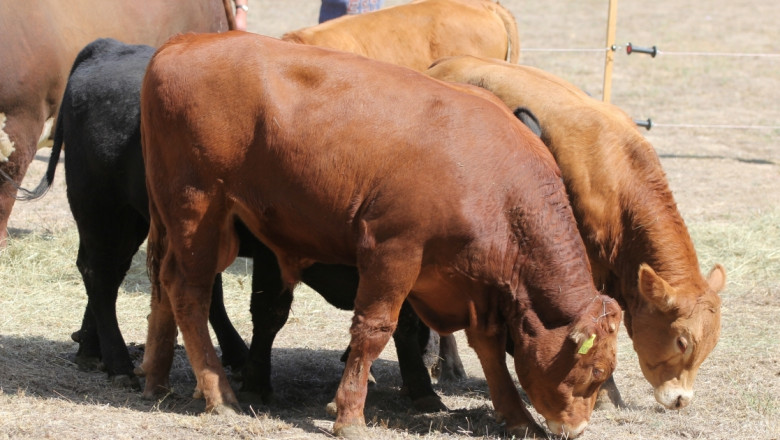 Директни плащания за месодайни крави и юници – какви са критериите?