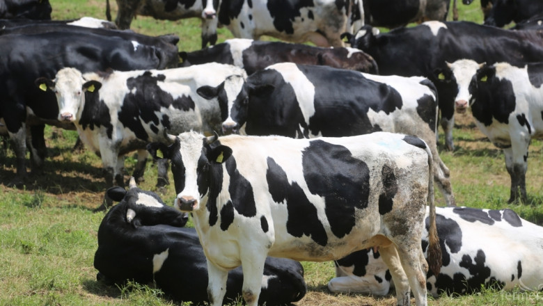 Oбвързано подпомагане за млечни крави – какви са условията за субсидии?
