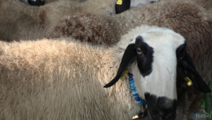 Мярката за селекционен контрол предвижда субсидия до 50 EUR на овца (ВИДЕО) - Agri.bg