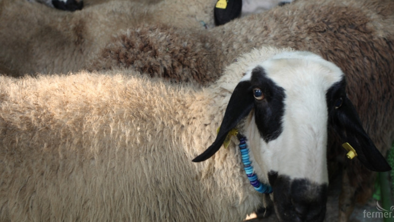 Мярката за селекционен контрол предвижда субсидия до 50 EUR на овца (ВИДЕО)