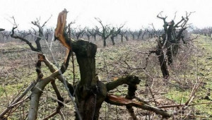 Вандали унищожиха прасковена градина в Добруджа  - Agri.bg