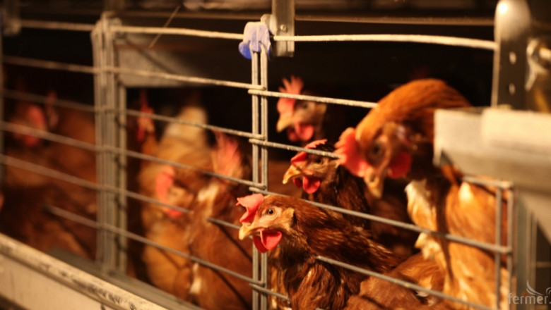 Отменени са извънредните мерки  за птичи грип в Бургаско