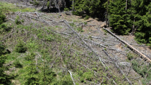 5000 ха гори са пострадали от тежката зима  - Agri.bg