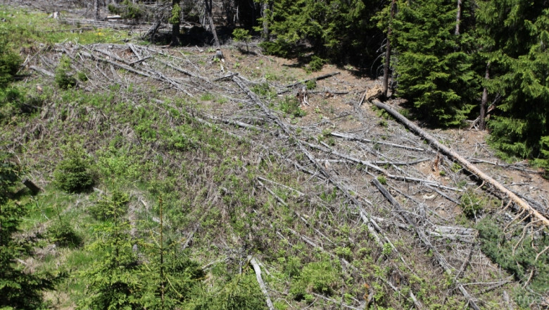 5000 ха гори са пострадали от тежката зима 