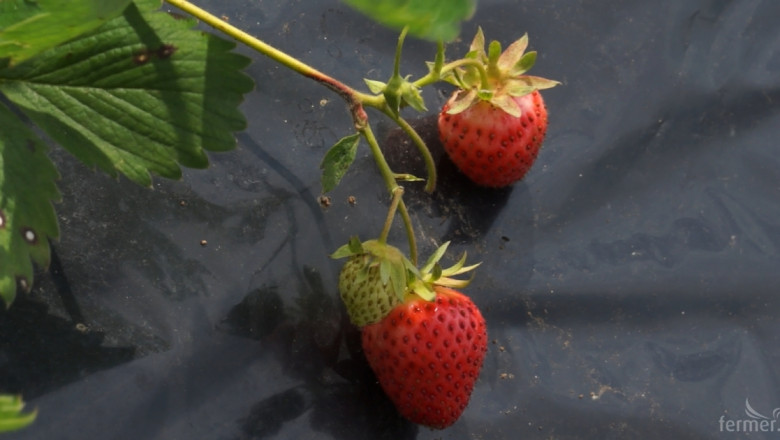 Испански ферми отново търсят българки за бране на ягоди