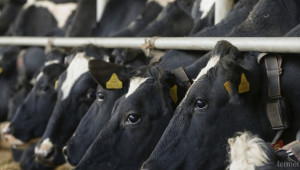 Вижте какви субсидии ще получават фермерите произвеждащи мляко - Agri.bg