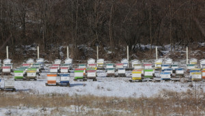 Танева: Пчеларите не са длъжни да изнасят пчелините извън населените места! (ВИДЕО) - Agri.bg
