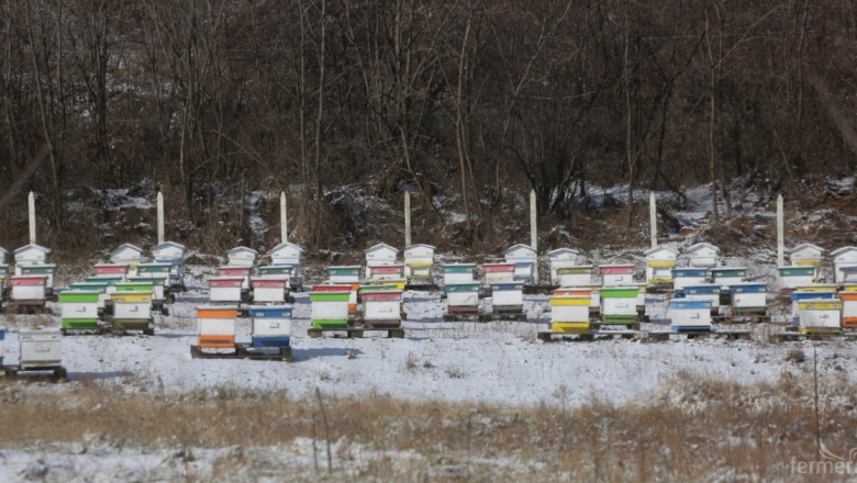 Танева: Пчеларите не са длъжни да изнасят пчелините извън населените места! (ВИДЕО)