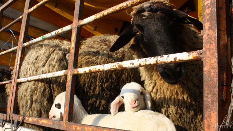 МЗХ преговаря с Турция за пазар на овце, телета и мляко (ВИДЕО)