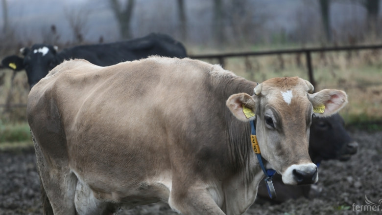 МЗХ въведе нови изисквания за директните плащания за говеда (ВИДЕО)