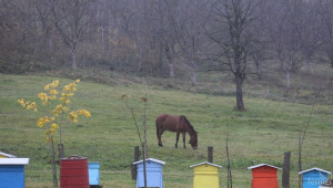 Свети Харалампий е! Честит празник на българските пчелари! - Agri.bg