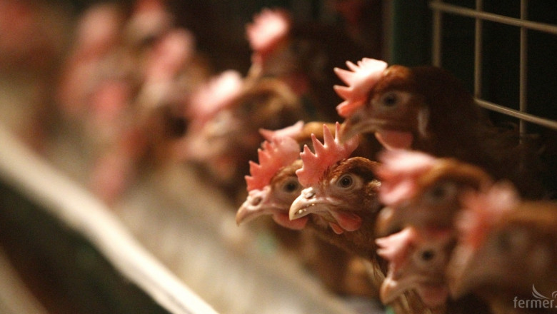 ЕК ще наложи рестрикции за български птици и яйца заради птичи грип