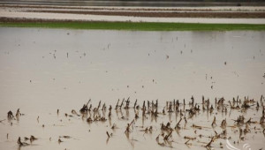 След оценка на щетите от наводненията ще се пристъпи към изплащане на обезщетения - Agri.bg