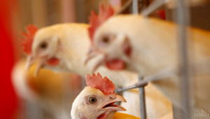 БАБХ въведе извънредни мерки за безопасност във връзка с огнището на птичи грип - Agri.bg