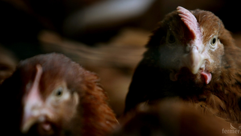 Избиват кокошки с птичи грип в Бургаско, потвърдиха от БАБХ