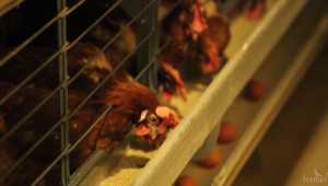 Македония спря вноса на пилешко и яйца от България заради птичия грип - Agri.bg