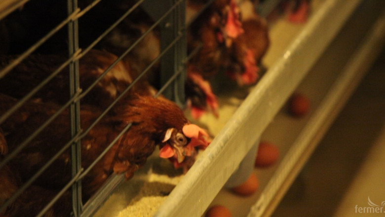 Македония спря вноса на пилешко и яйца от България заради птичия грип