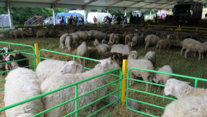 Национален събор на овцевъдите 2015 ще се проведе от 8 до 10 май (ВИДЕО) - Agri.bg