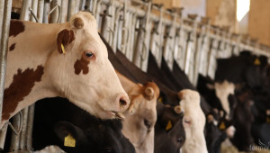 България не успя да договори допълнителна помощ за млечния сектор - Agri.bg