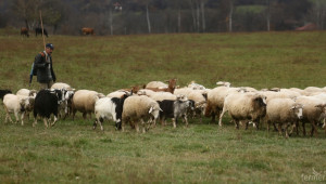 Какви субсидии ще дава МЗХ за над 50 овце, които не са под селекционен контрол? - Agri.bg