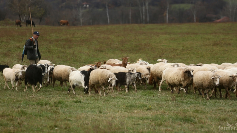 Какви субсидии ще дава МЗХ за над 50 овце, които не са под селекционен контрол?