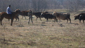 Ще има ли млечно говедовъдство в България? - Agri.bg