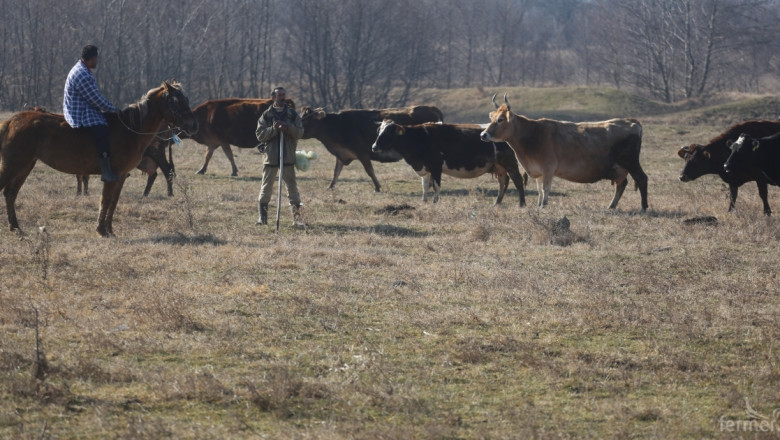 Ще има ли млечно говедовъдство в България?