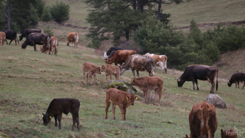 Вълци изядоха над 100 крави и коне на фермери в Средна гора