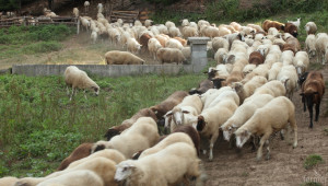 Фермери с над 50 овце ще получават обвързани субсидии само за чистопородни животни - Agri.bg