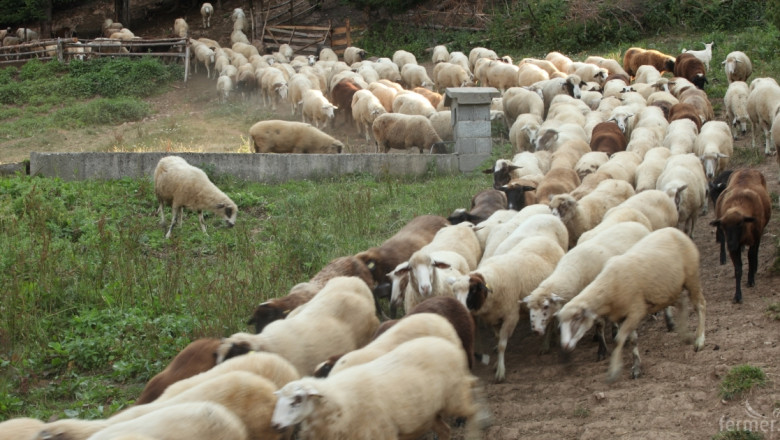Фермери с над 50 овце ще получават обвързани субсидии само за чистопородни животни