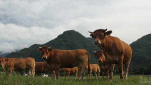 Български млади животновъди ще се обучават в немски ферми - Agri.bg