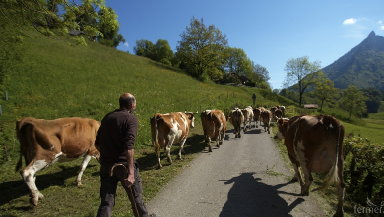 Европейски млечен борд: Кризата на млечния пазар се задълбочава!