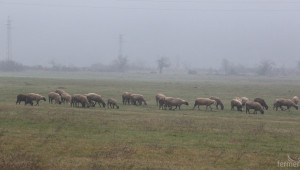Между 118 и 125 лв. за овца, умряла от Син език, получиха фермери в Търговище  - Agri.bg