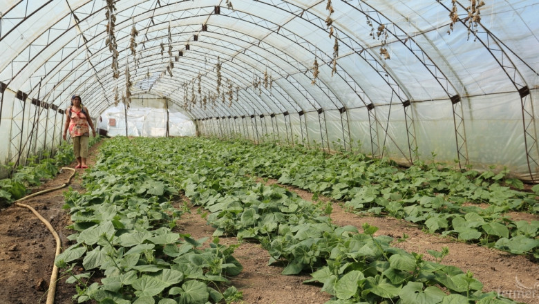 Велин Георгиев: Оранжерийните зеленчуци ще са с по-ниски субсидии от сега
